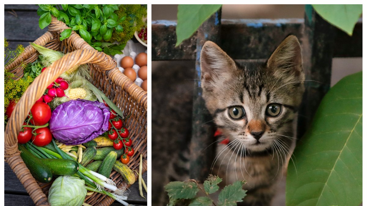 Katter kan vara rädda för en viss grönsak.